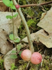 Trigonaspis megaptera