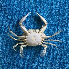 Callinectes similis