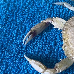 Callinectes similis