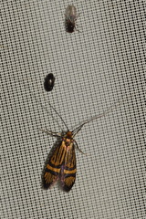 Nemophora congruella