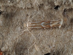 Phyllonorycter leucographella