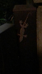 Gekko japonicus