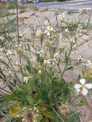 Raphanus raphanistrum landra