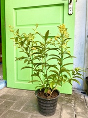 Cestrum nocturnum