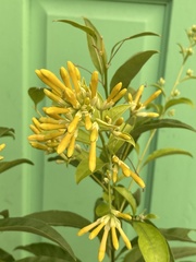 Cestrum nocturnum