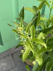 Cestrum nocturnum