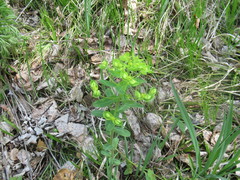 Euphorbia jenisseiensis