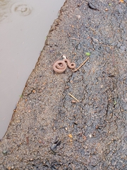 Oligodon taeniolatus