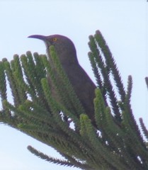 Toxostoma curvirostre