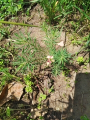 Euphorbia cyparissias
