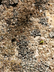 Phaeophyscia nigricans
