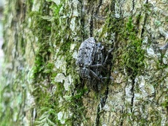 Ithycerus noveboracensis