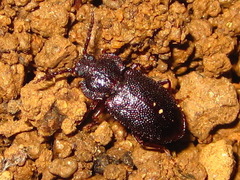 Anaedus mroczkowskii