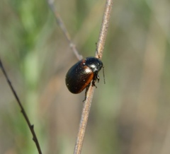 Chrysolina cinctipennis