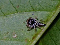 Ptocasius weyersi
