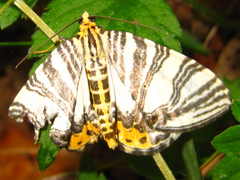 Callabraxas compositata