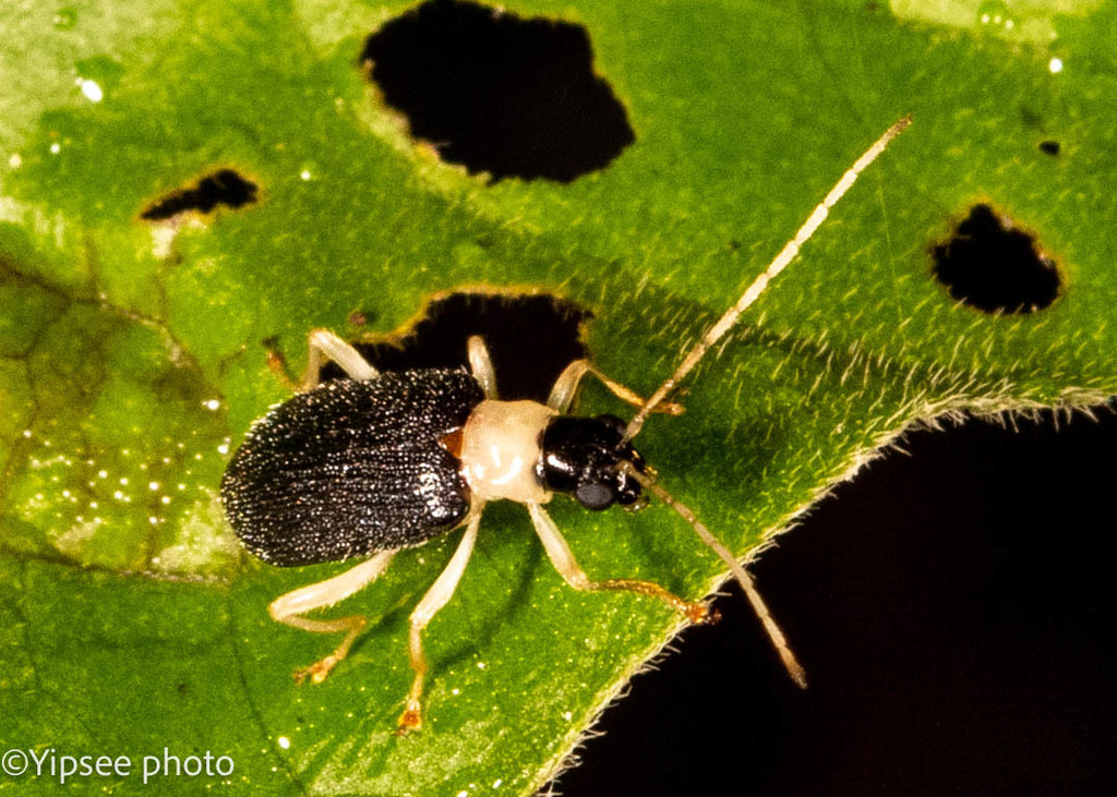 Trichobalya melanocephala