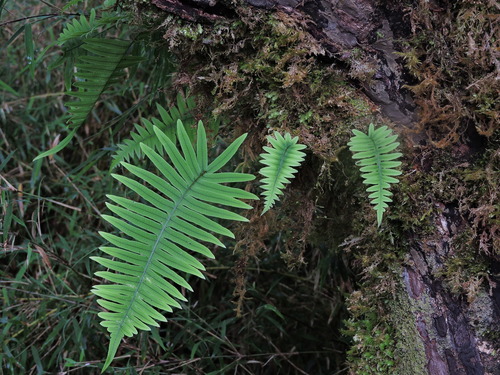 Goniophlebium amoenum, photograph 3