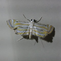 Parapoynx villidalis