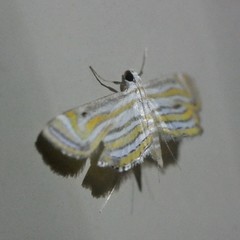 Parapoynx villidalis