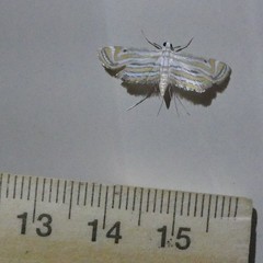 Parapoynx villidalis