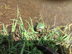 Hyla wrightorum