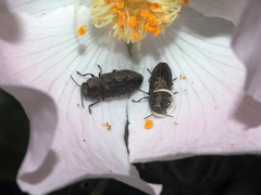 Anthaxia nigrojubata