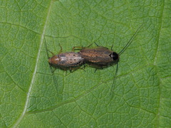 Ectobius erythronotus