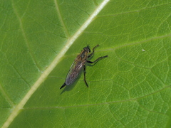 Dysmachus