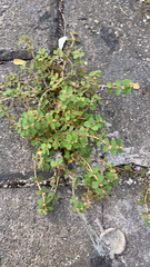 Euphorbia thymifolia