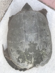 Chelydra serpentina