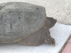 Chelydra serpentina