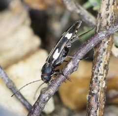 Callidircaea venusta