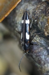 Callidircaea venusta