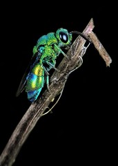 Chrysis angolensis