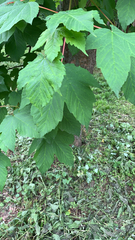 Acer pseudoplatanus