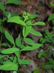 Hypericum nudiflorum