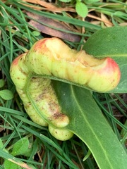 Eucalyptus radiata radiata