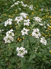 Anthriscus sylvestris