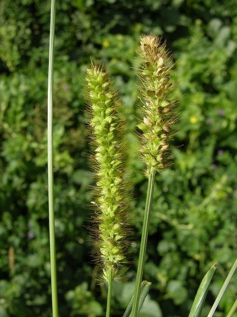 Pearl Millet (MatBio: GRASSES, SEDGES & RUSHES - Matanzas Biodiversity ...