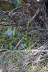 Pterostylis scabrida
