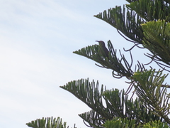 Toxostoma curvirostre