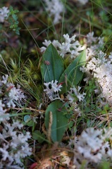 Pterostylis scabrida
