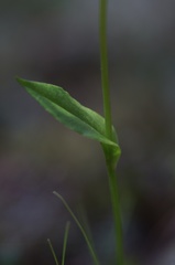 Pterostylis scabrida