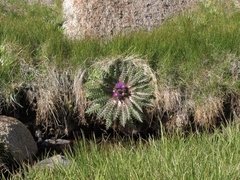 Cirsium scariosum congdonii