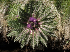 Cirsium scariosum congdonii