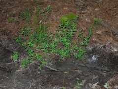 Hypericum nudiflorum