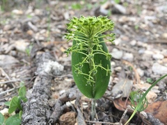 Malaxis elliptica