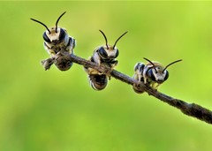 Pseudapis oxybeloides