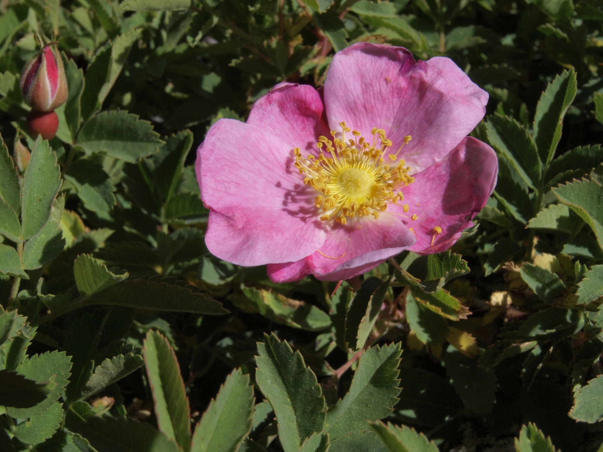 Rosa woodsii ssp. ultramontana